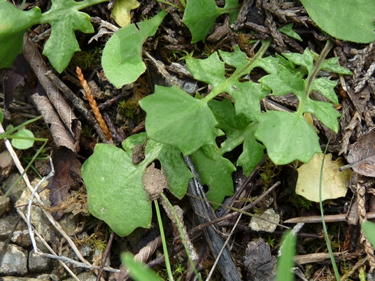 {Leavenworthia exigua var. exigua}